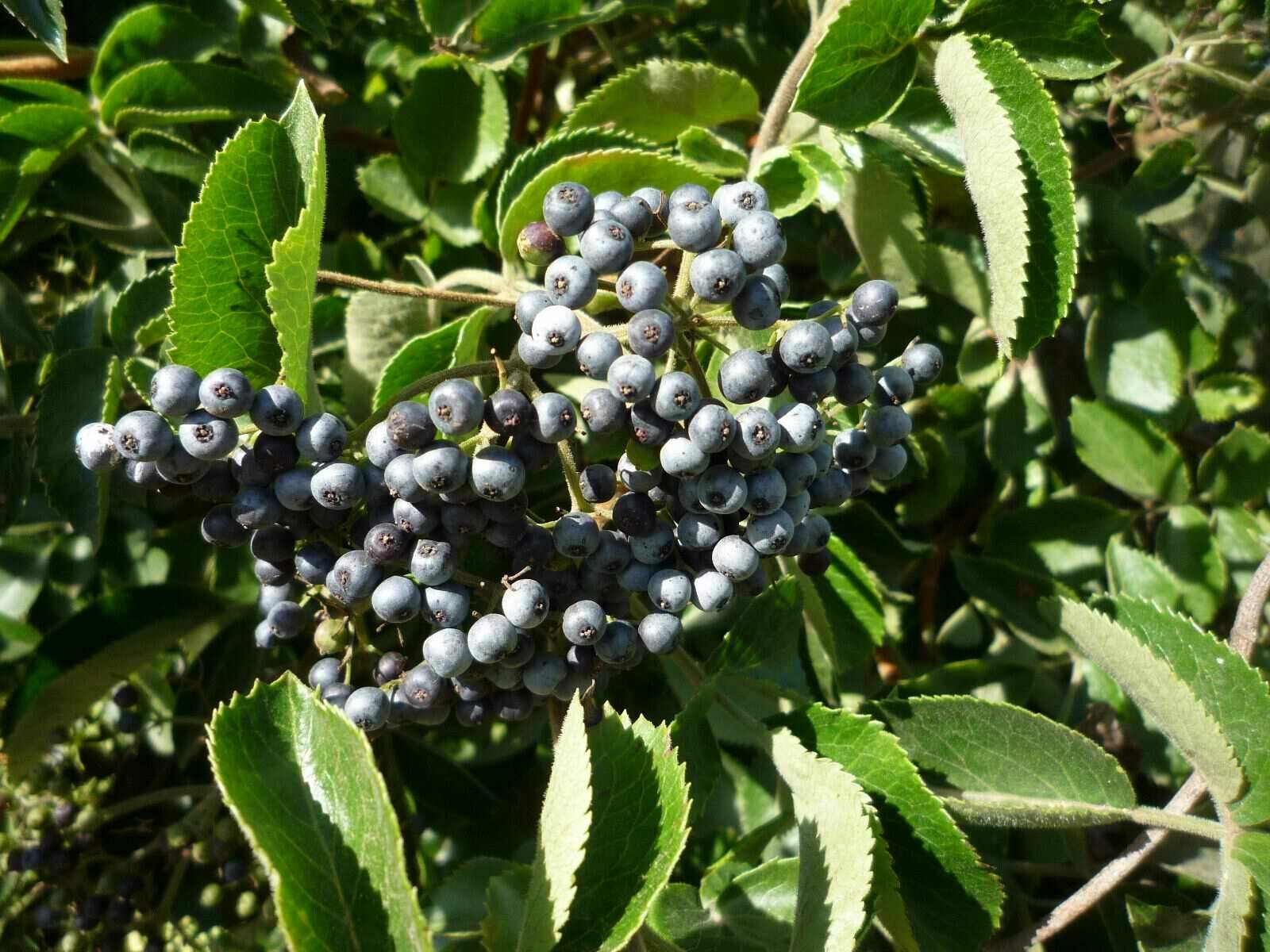 High Resolution Sambucus nigra-caerulea Fruit
